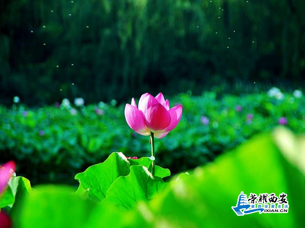 DSC_0031_conew1.jpg