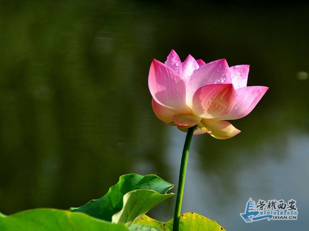 DSC_0082_conew1.jpg