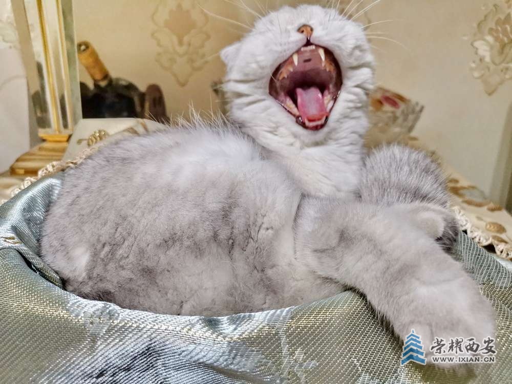 猫 严建设1.jpg