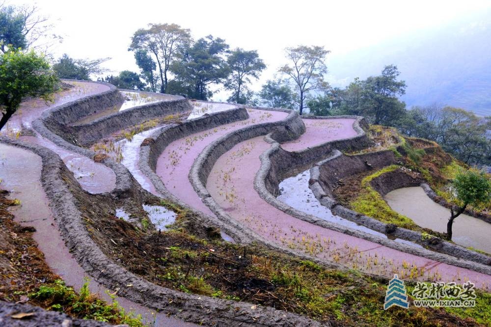 _元阳大梯田 严建设00009.JPG