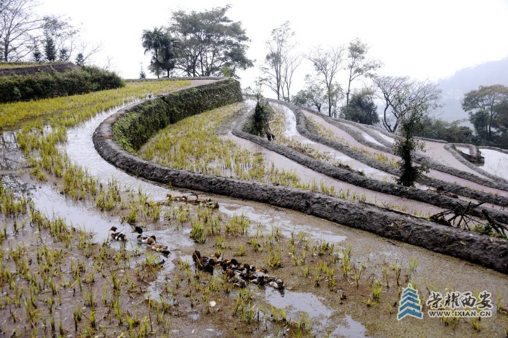 _元阳大梯田 严建设000013.JPG