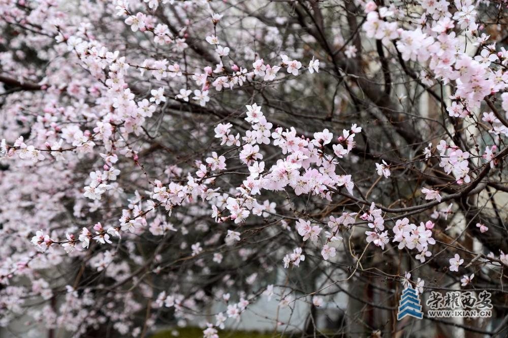 山桃花 (8).jpg