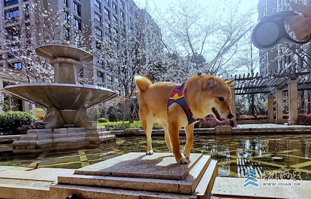 - 樱花 严建设008.jpg