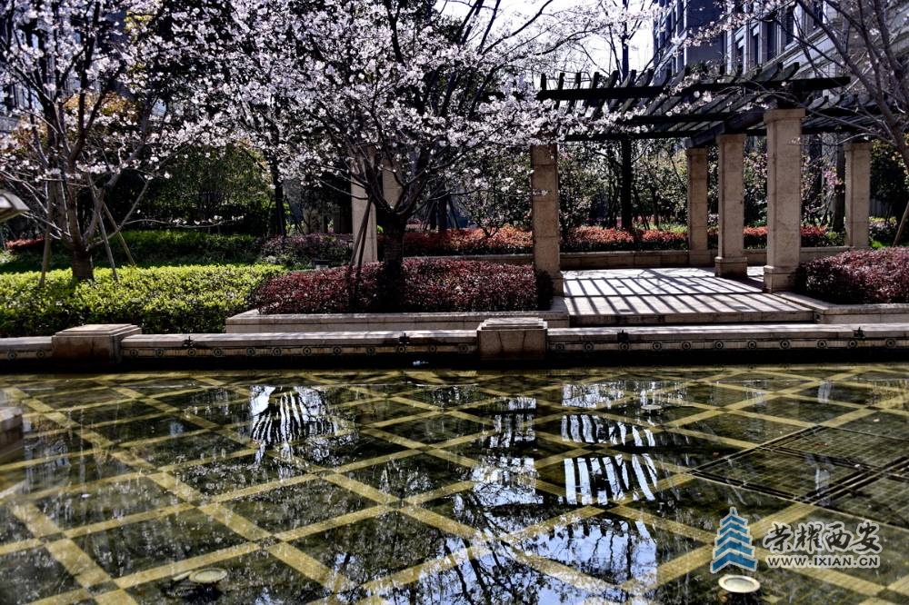 - 樱花 严建设015.JPG