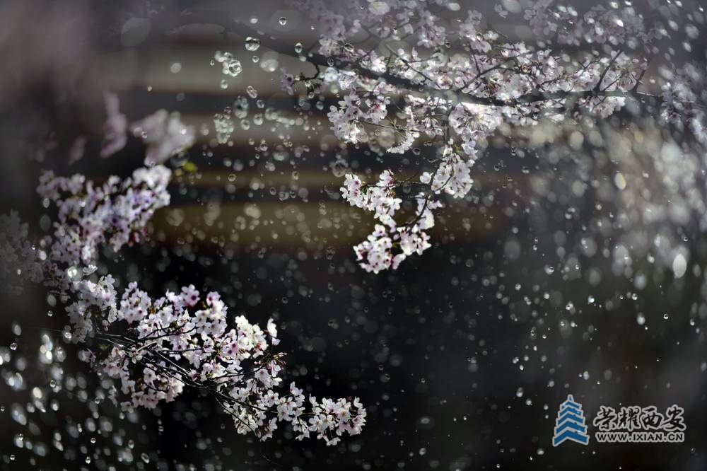 - 樱花 严建设005.JPG
