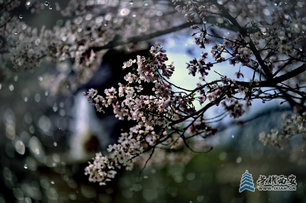 - 樱花 严建设010.JPG