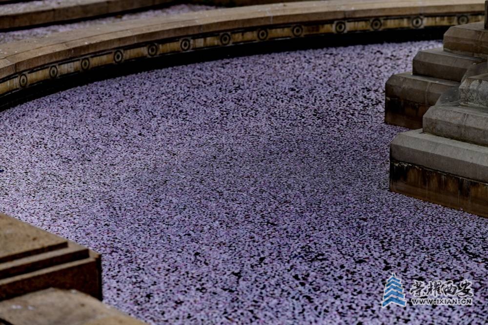 - 赏樱 严建设026.JPG