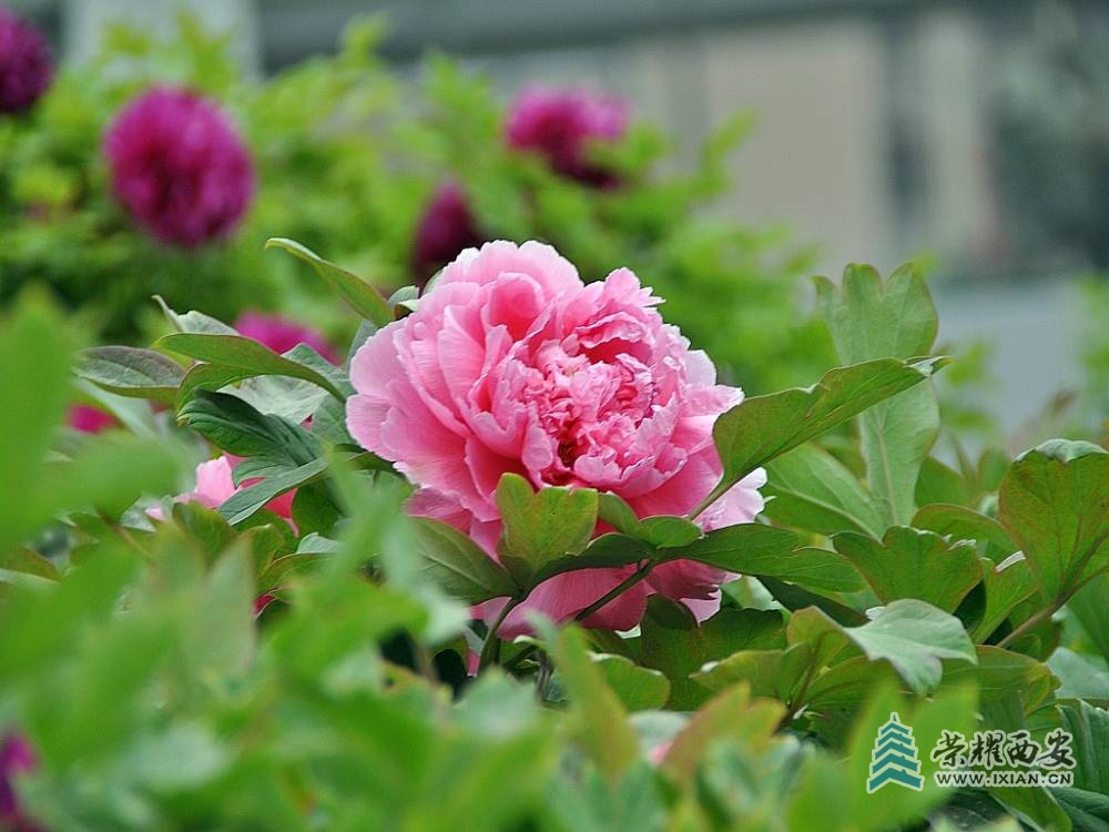 DSC_0019_conew1.jpg