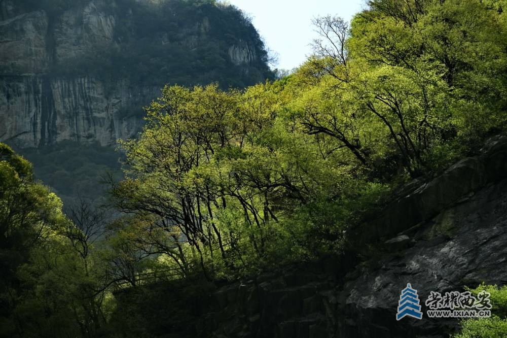 _太平国家森林公园 严建设0065.JPG