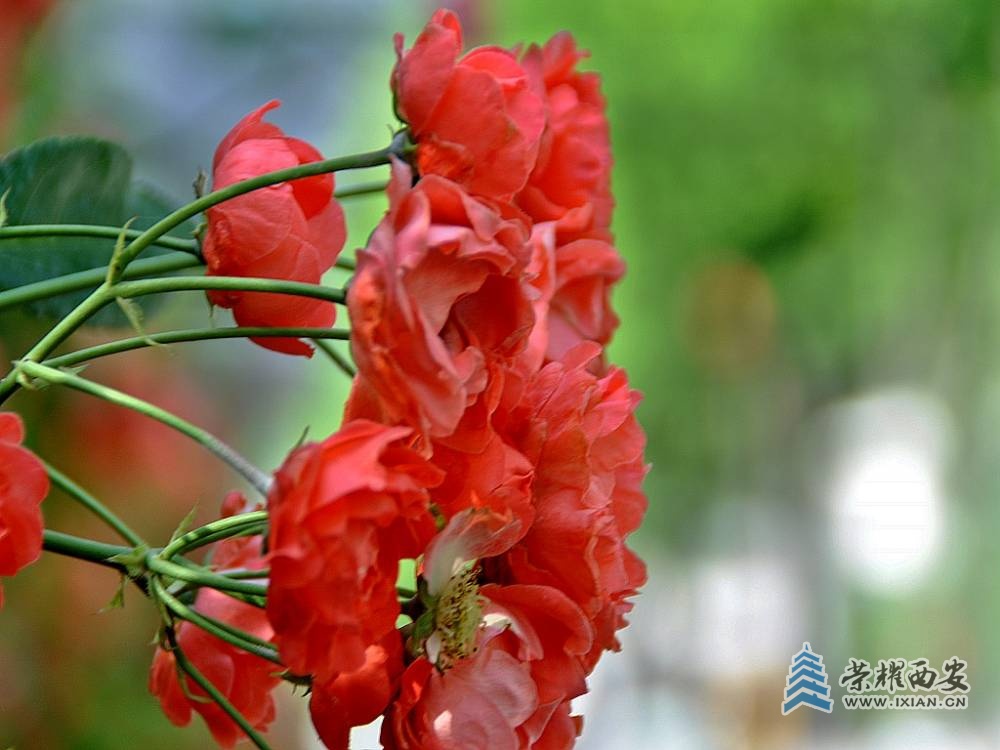 DSC_0100_conew1.jpg