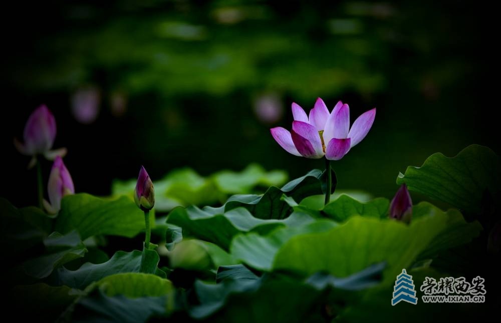 _荷花 严建设17.JPG