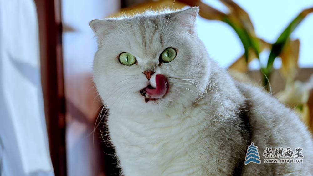猫咪 严建设21.JPG