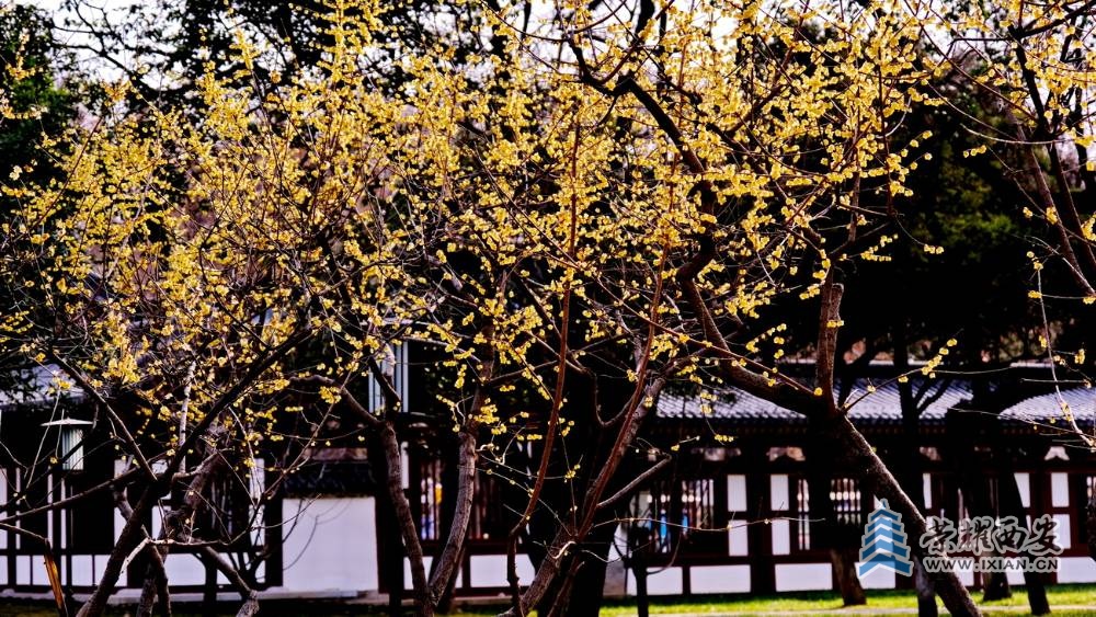兴庆宫 严建设042.JPG