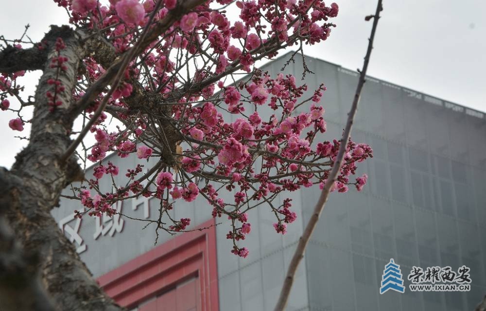 DSC_4164_副本.jpg