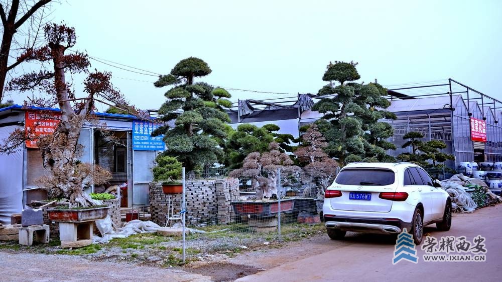 秦岭花世界 严建设4.JPG