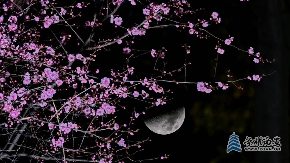 红梅花 严建设005.JPG