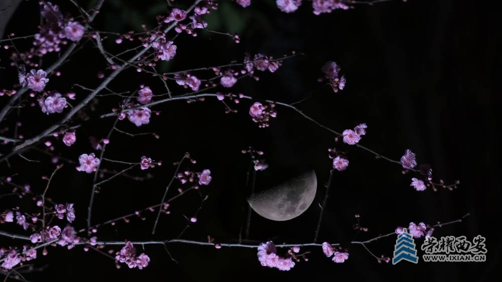 红梅花 严建设006.JPG