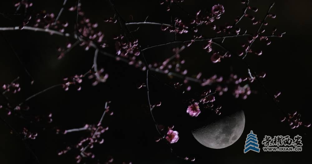 红梅花 严建设007.JPG