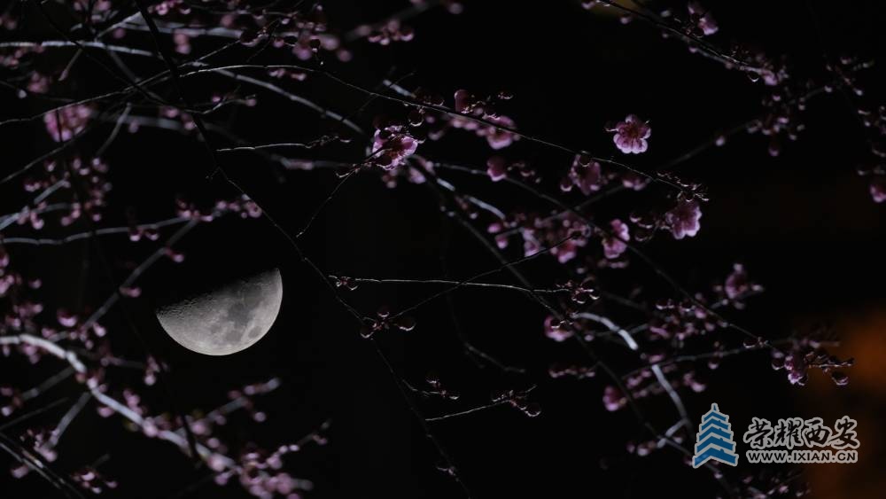 红梅花 严建设009.JPG