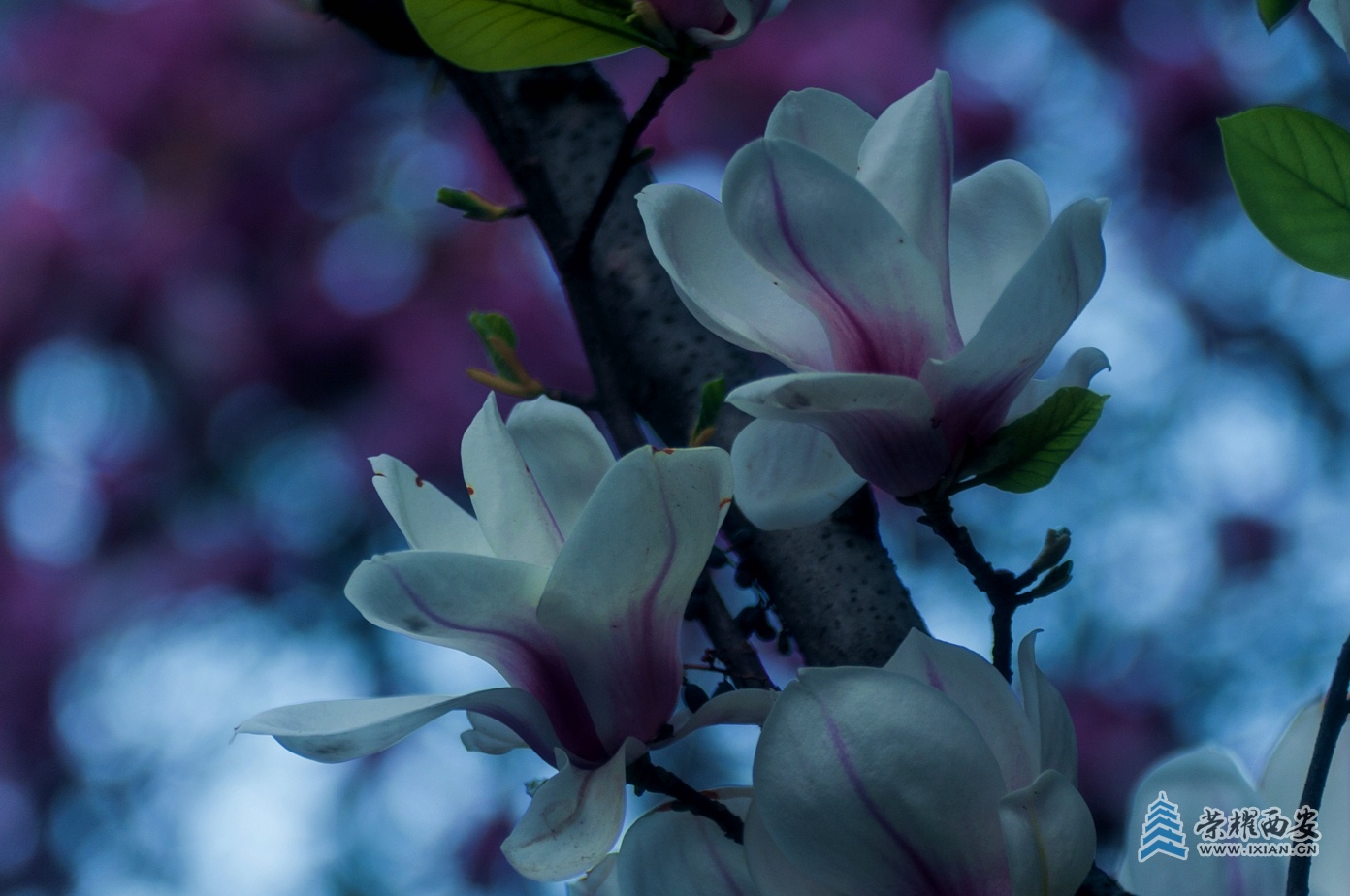 紫玉兰-020.jpg