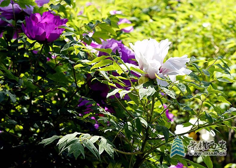 _DSC7793_副本.jpg
