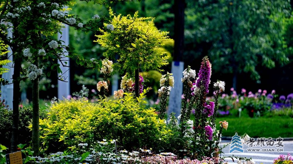 秦岭植物园 严建设27.JPG
