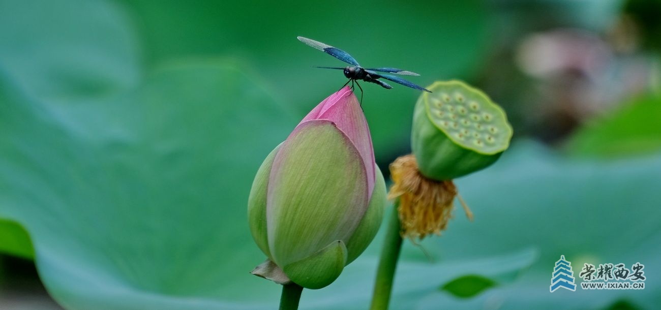 桃花潭 严建设035.JPG