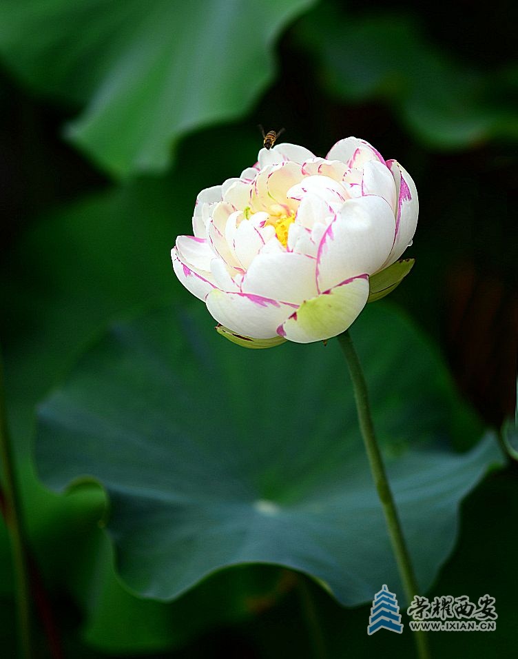 DSC_4955.jpg