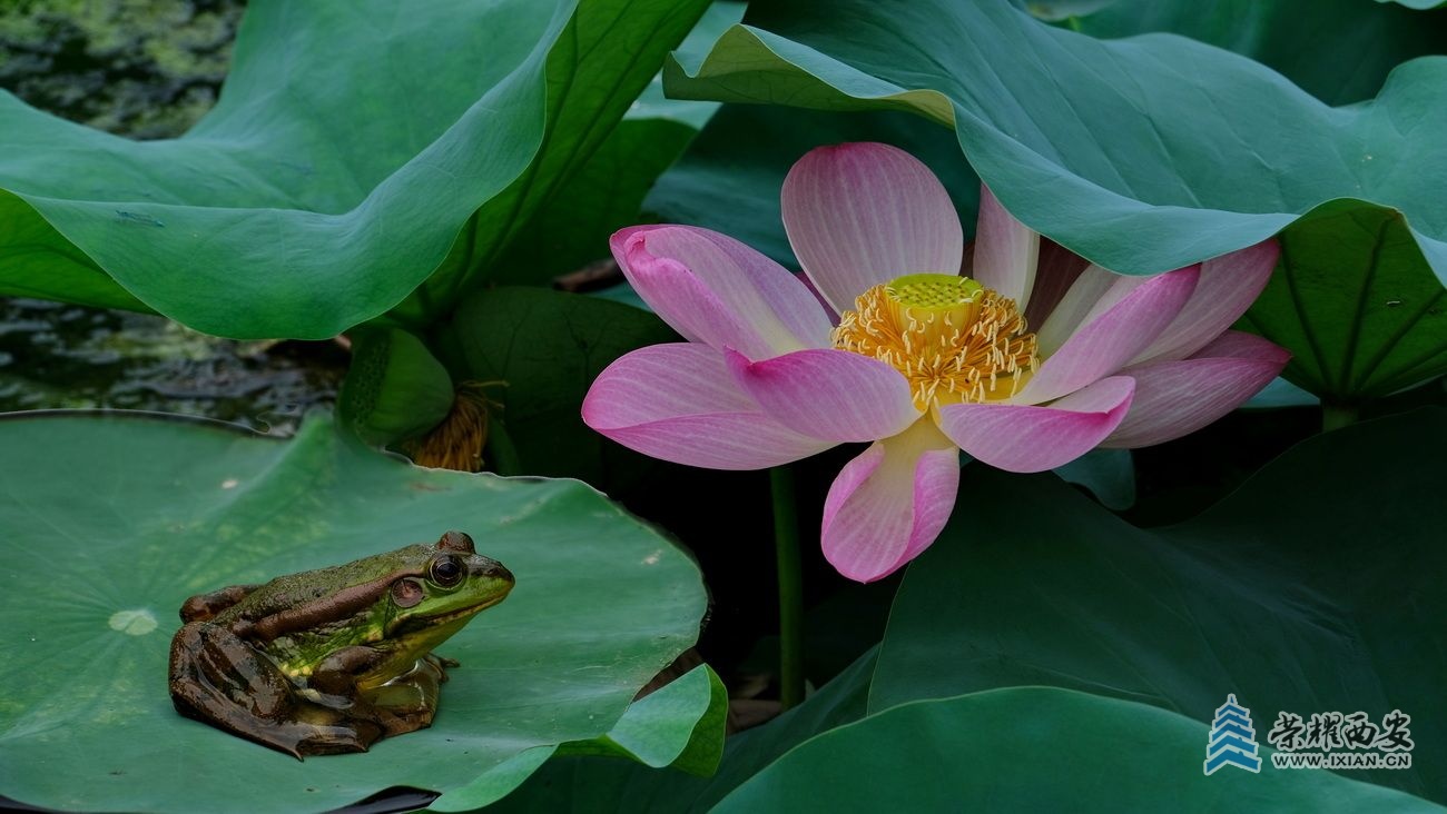 桃花潭 严建设0008.JPG