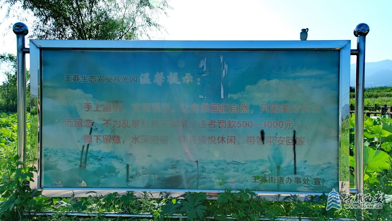 王莽荷花 严建设49.JPG
