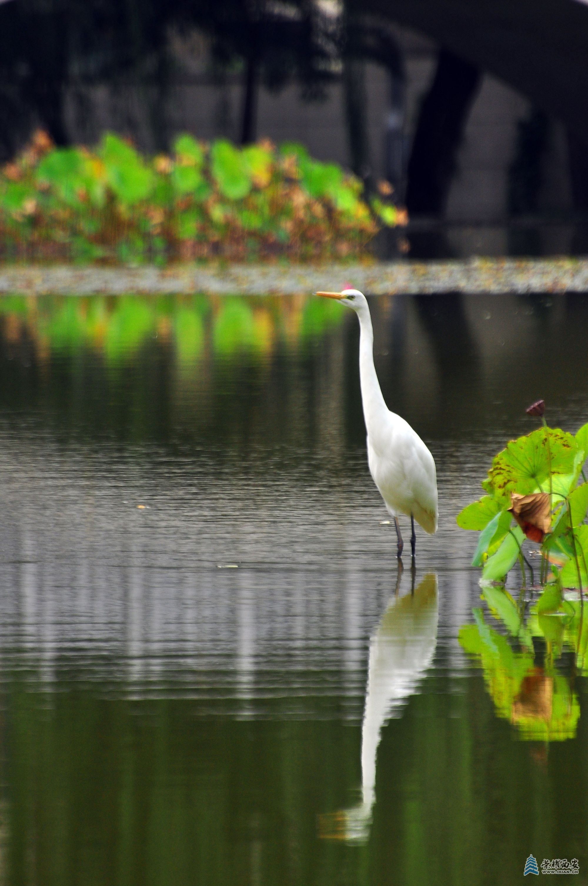 DSC_0845.JPG