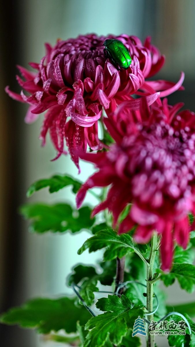 -菊花 严建设F6.JPG