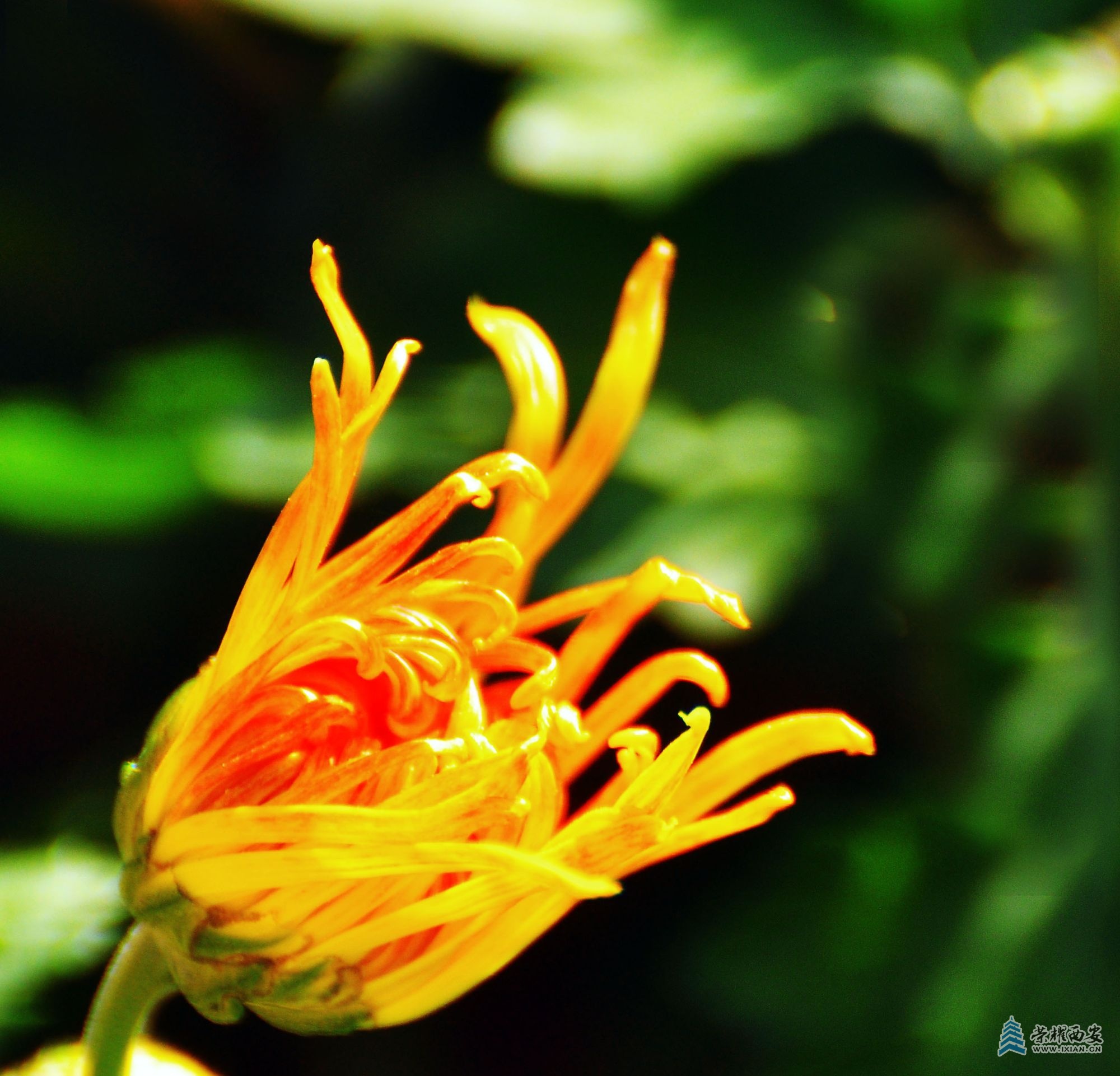 DSC_0650.JPG