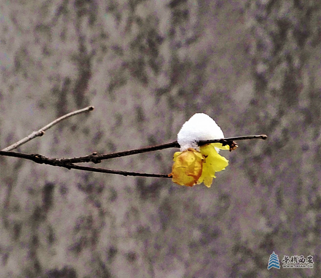 DSC02726.jpg