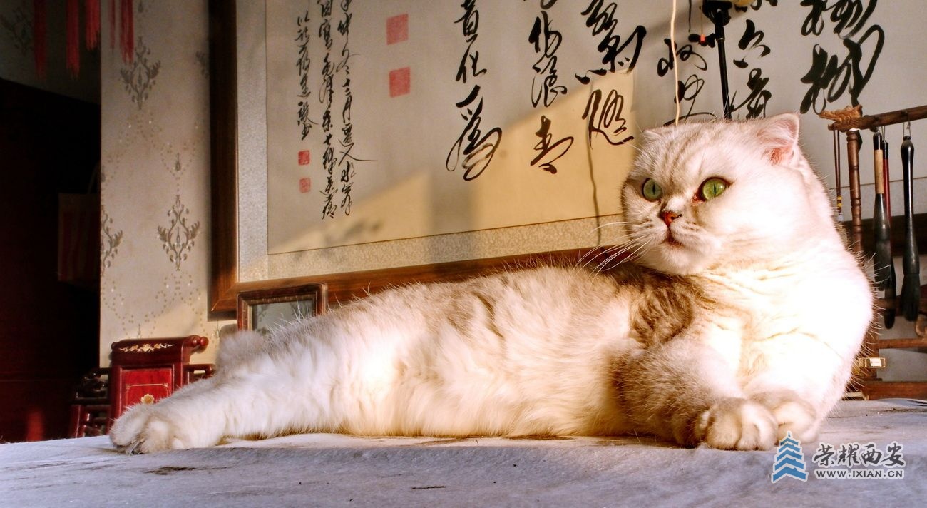 -猫咪10.JPG