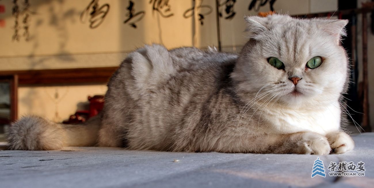 -猫咪17.JPG
