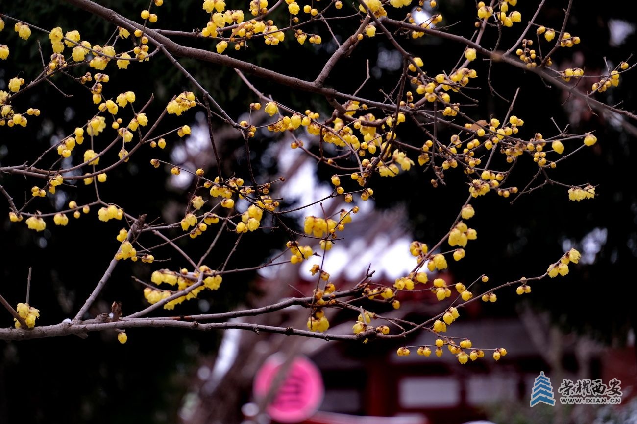 -华清宫040.JPG