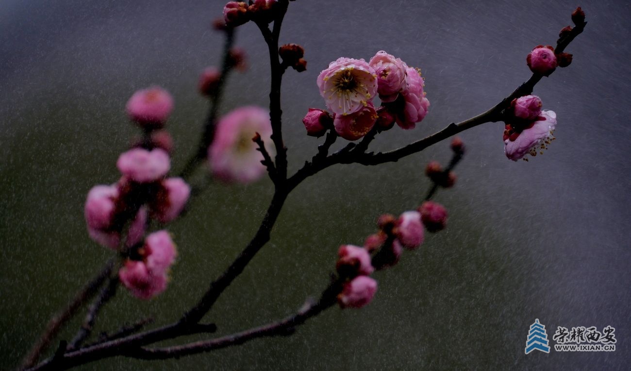 -梅花001.JPG