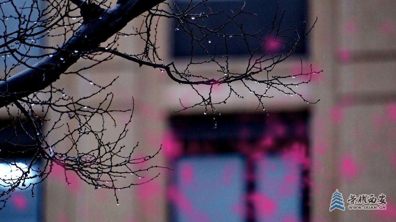 -红梅001.JPG