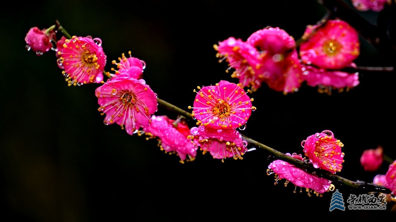-红梅032.JPG