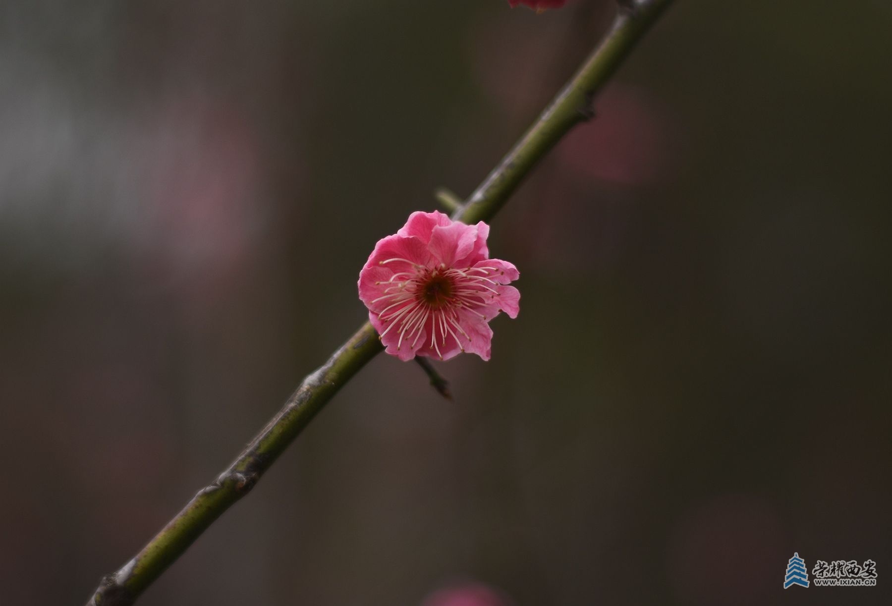 DSC_5289_副本.jpg