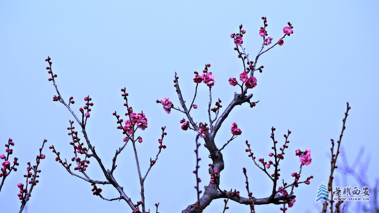 -唐村024.JPG