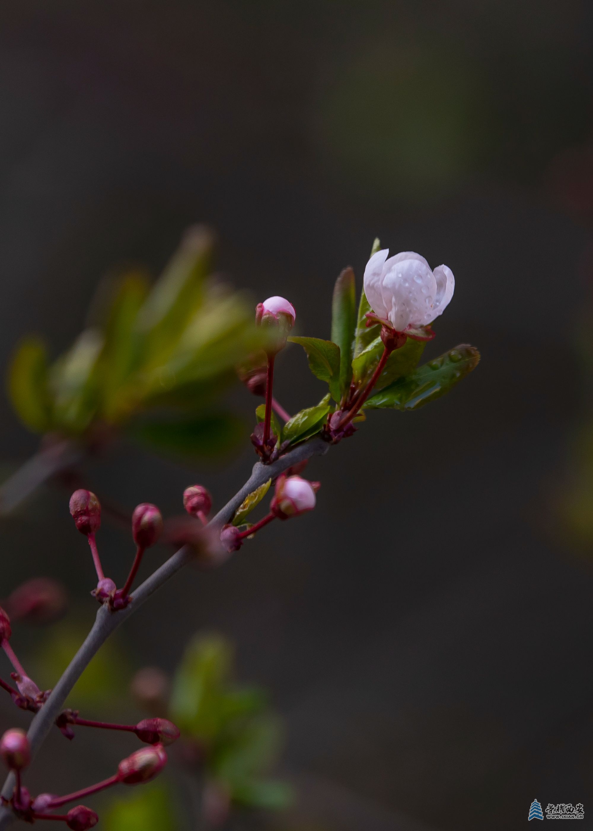 _DSC6467.jpg
