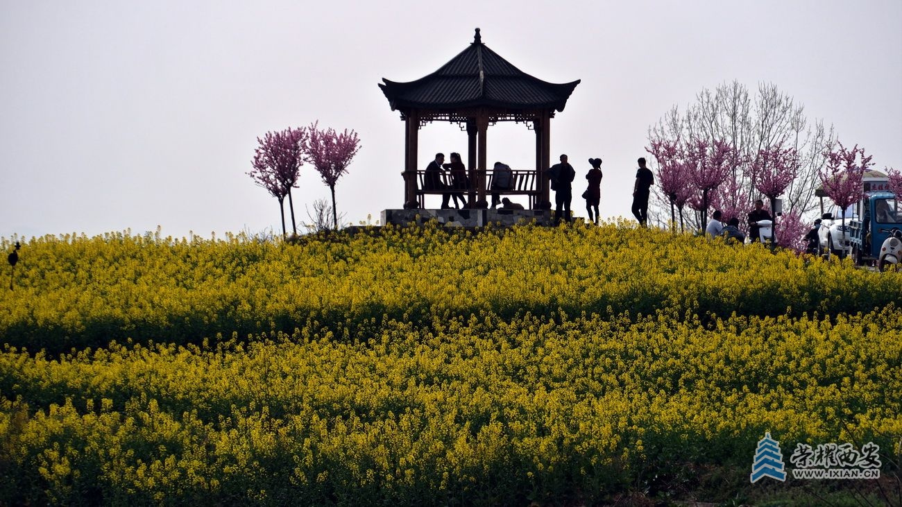 -汉中油菜花01.JPG