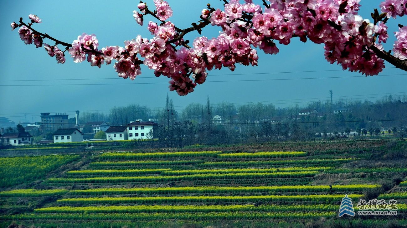 -汉中油菜花06.JPG