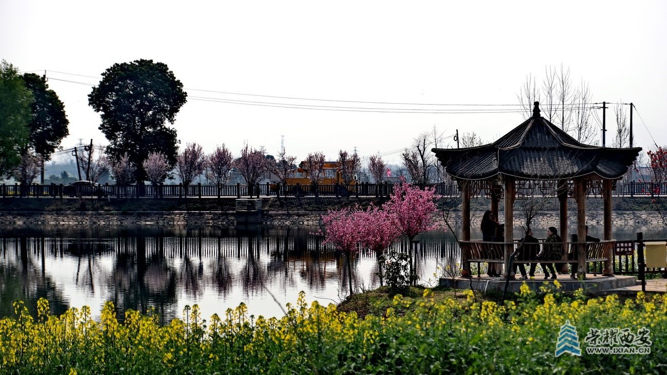 -汉中油菜花20.JPG