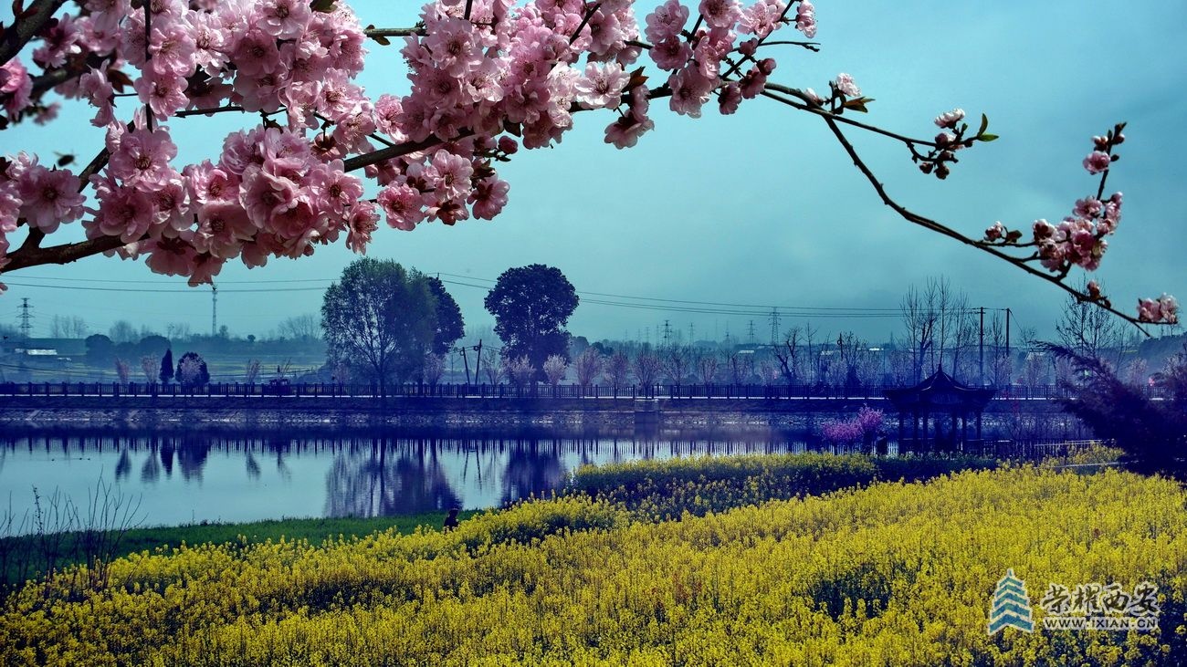 -汉中油菜花34.JPG