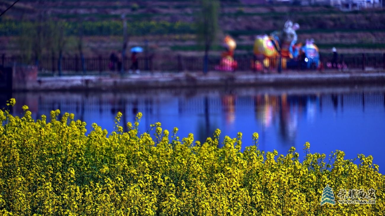 -汉中油菜花37.JPG