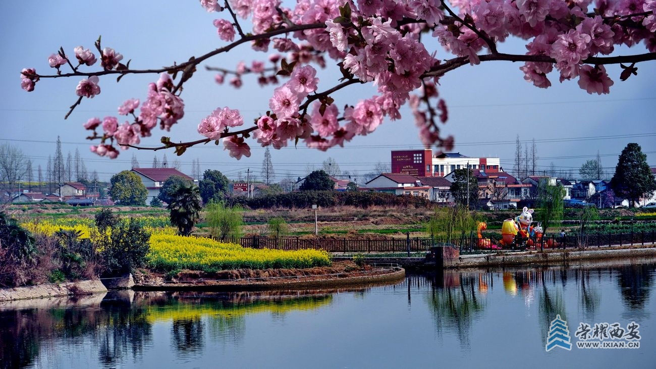 -汉中油菜花39.JPG