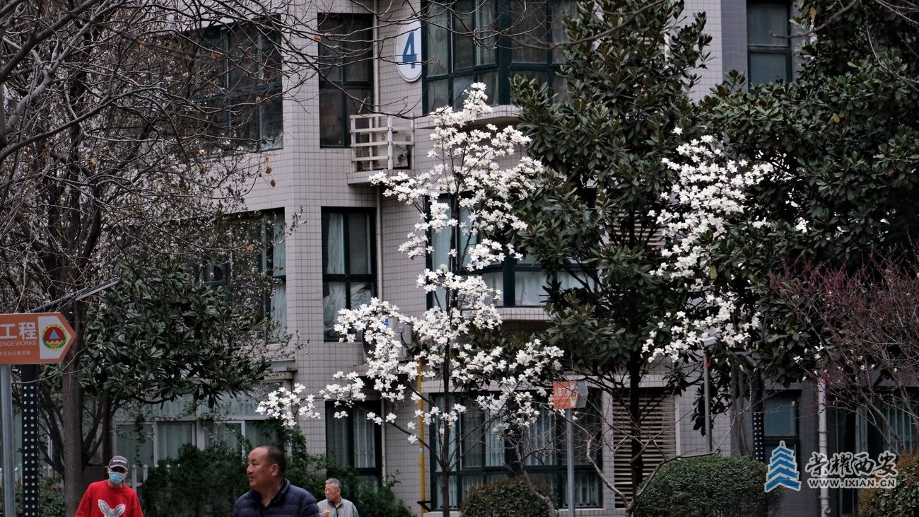 -麻雀35.JPG